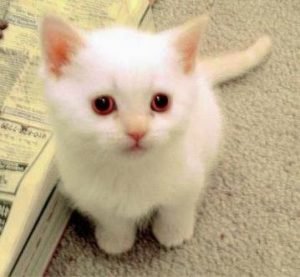 mơ thấy mèo trắng là gì