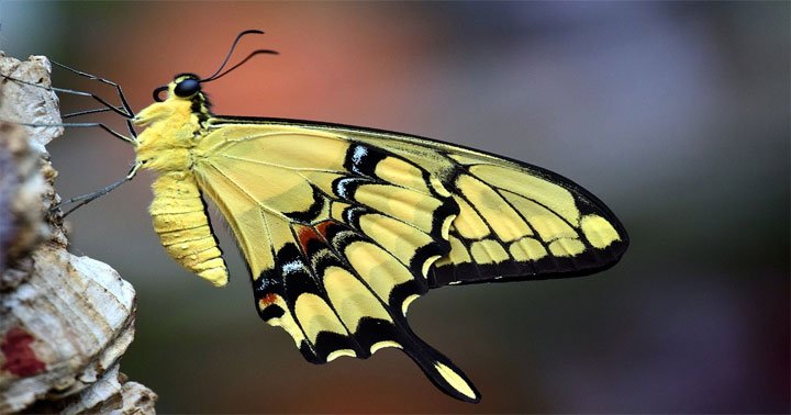 ý nghĩa của việc mơ thấy con bướm