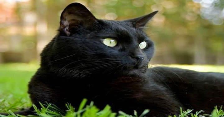 mơ thấy mèo đen có ý nghĩa gì