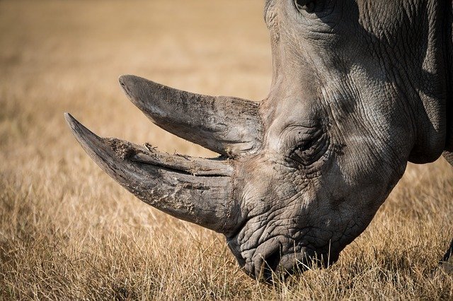 sonhar com Rinoceronte