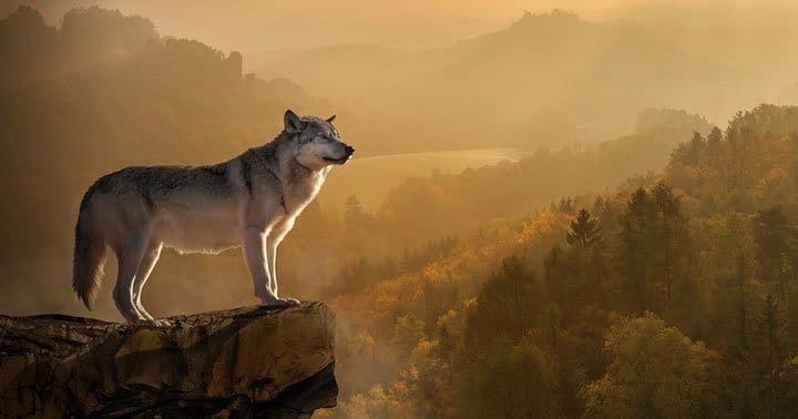 mơ thấy sói có ý nghĩa gì